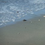 DSCF2744
